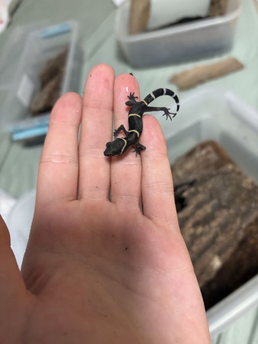 Vand pui cave gecko (Goniurosaurus hainanensis)