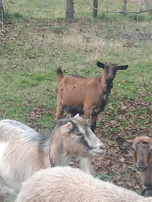 Vînd capere și un țap