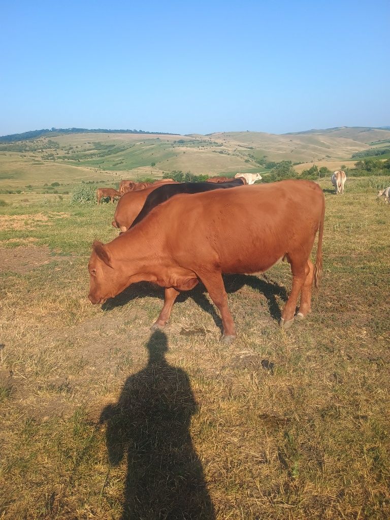 Vând două vaci pentru tăiere