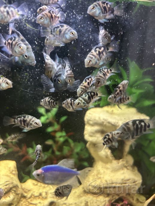 Сапфировый попугай 2-3 см