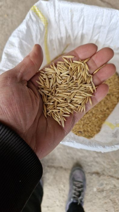 Vând ovăz pentru semănat