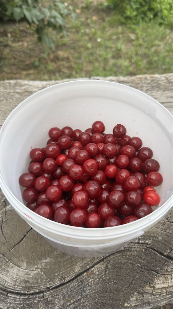 Продам вишню дачную