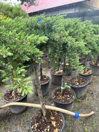 Ienupar blue pe pivot/verde/galben/tarator (Juniperus)