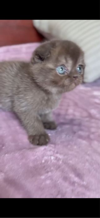 Скотиш фолд девочка мальчик 1,5 месяца