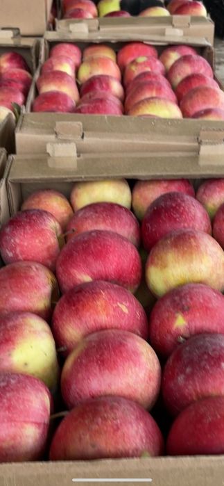 Яблоки айдарлет готовые в роботе 300 коробок цена 300