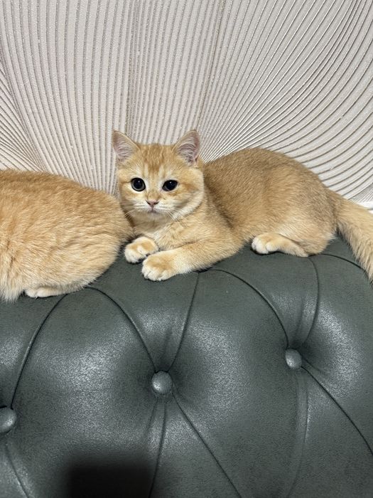 parodniy soglom mushuklar