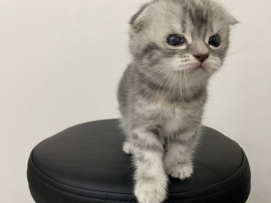 Вислоухие котята шотландской породы чистокровные !!
