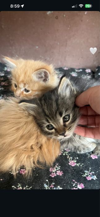 Котята полупародистые