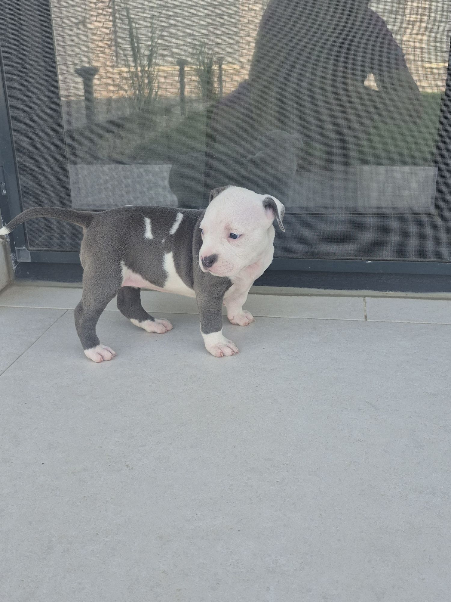 American Bully XL