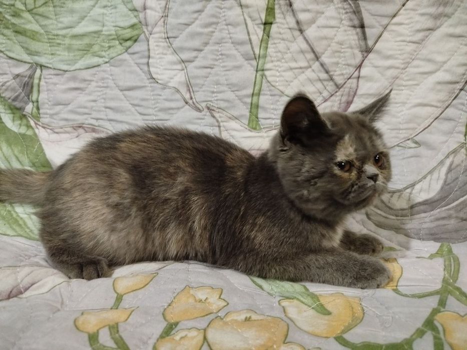 экзотическая короткошерстная