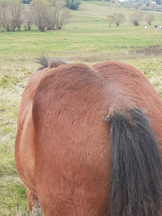 Mânză 4 luni, iapă 4 ani