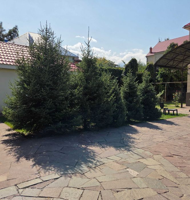 Красивые высокие ели продам