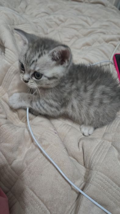 Котёнок мальчик..