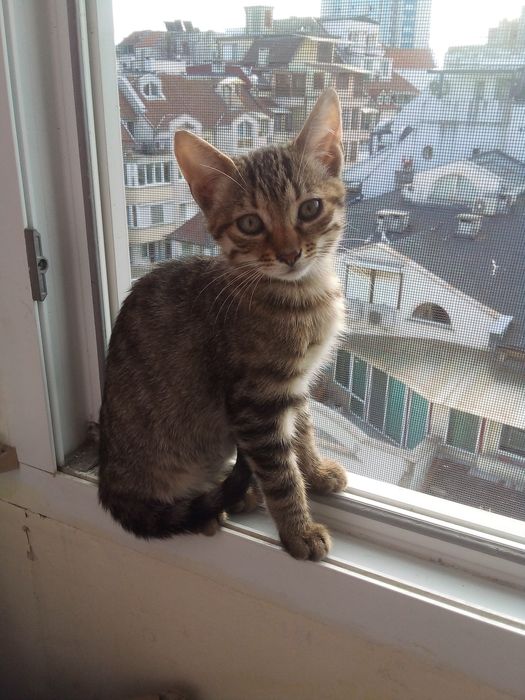 Подарявам  4 малки котенца Бургас