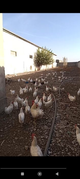 Damashniy tovuqlar sotiladi 85% tuxum qiladi 45000somdan
