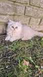 Pisici persane chinchilla