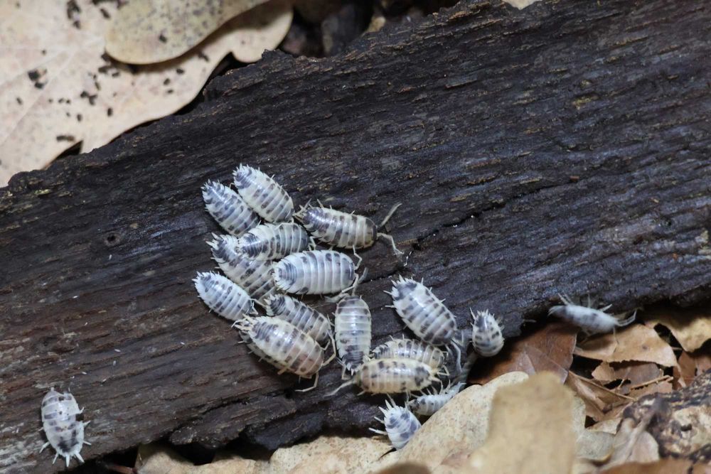Izopode Porcellio laevis "Dairy Cow"