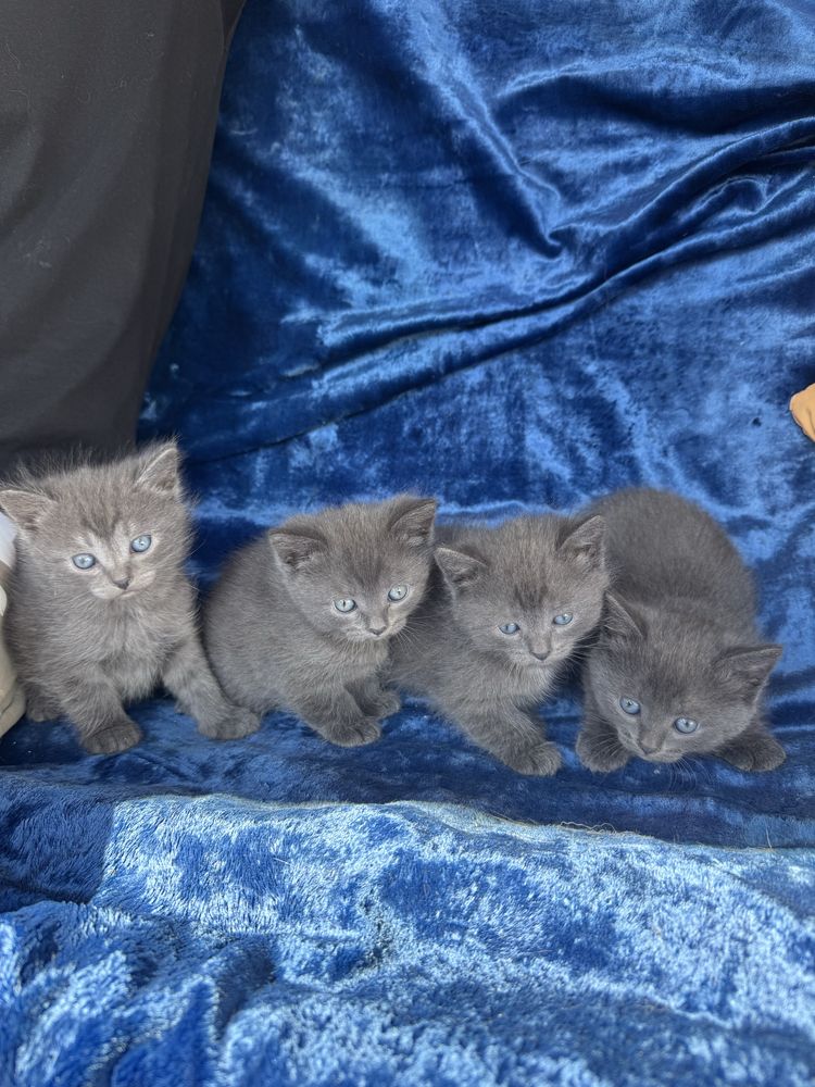 Продам британских котят!