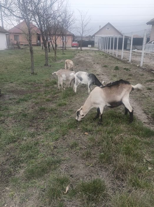 Vând turmă capre cu iezi și țap