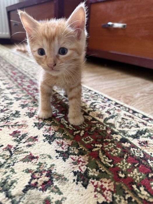 Котята,мальчики,девочки,1,5-4месяца