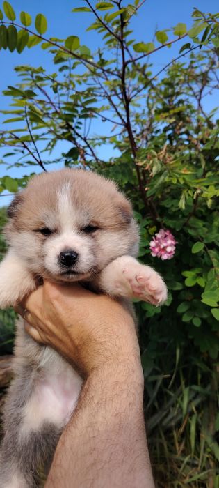 Femela Akita Inu cu pedigree A