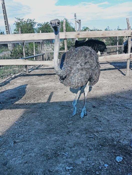 Vand struti masculi si femele