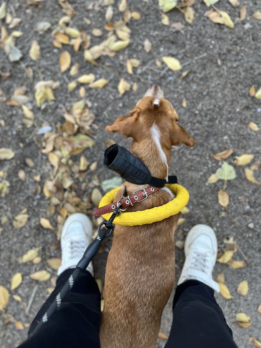 Отдаю собаку в добрые руки