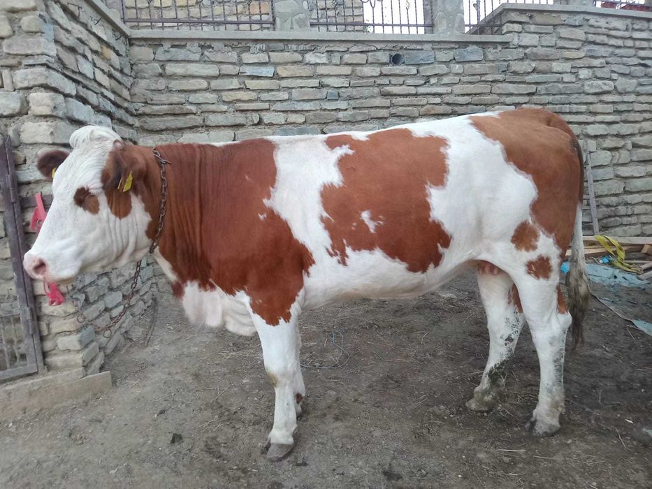 Vaca de vânzare bălțată romaneasca