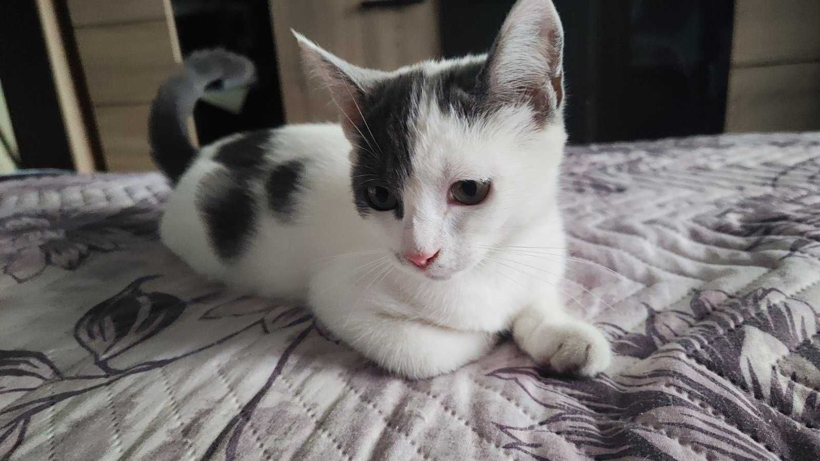 Подарявам котенца