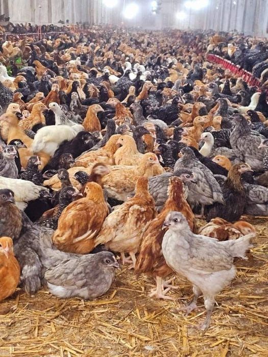 Pui rasă mixtă și pui alb de carne