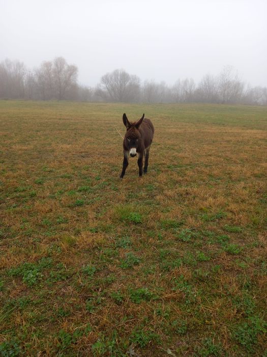 Măgăruș de 1 an – blând și sănătos – 1000 lei