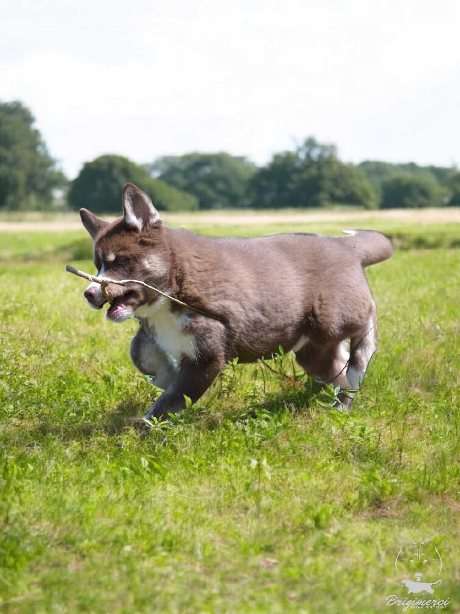 Raritate! Husky Siberian culoare inedita