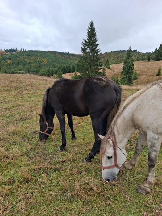 Mânz de vânzare de un an și 6 luni