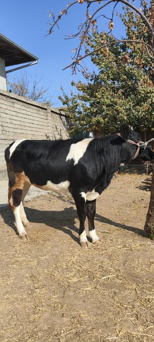 Gʻoʻnajinlar sotiladi