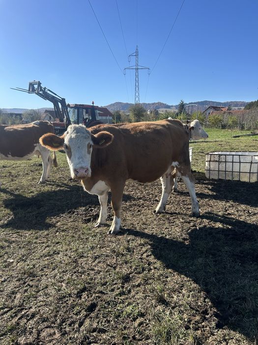 Vand vaci baltata romaneasca