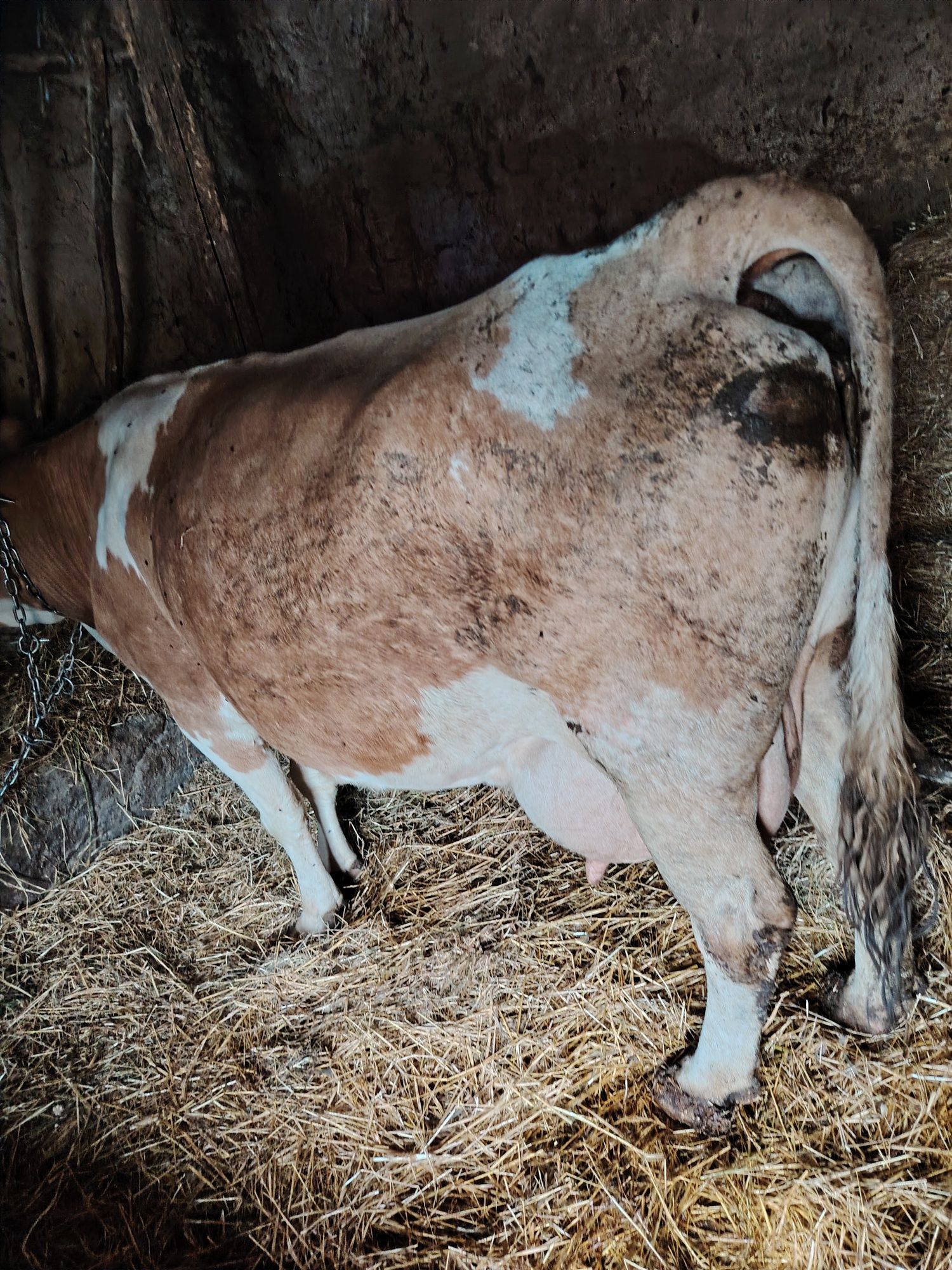 vaca cu lapte de vanzare