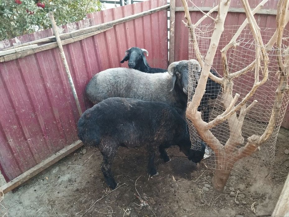 Qo'chqorlar sotiladi