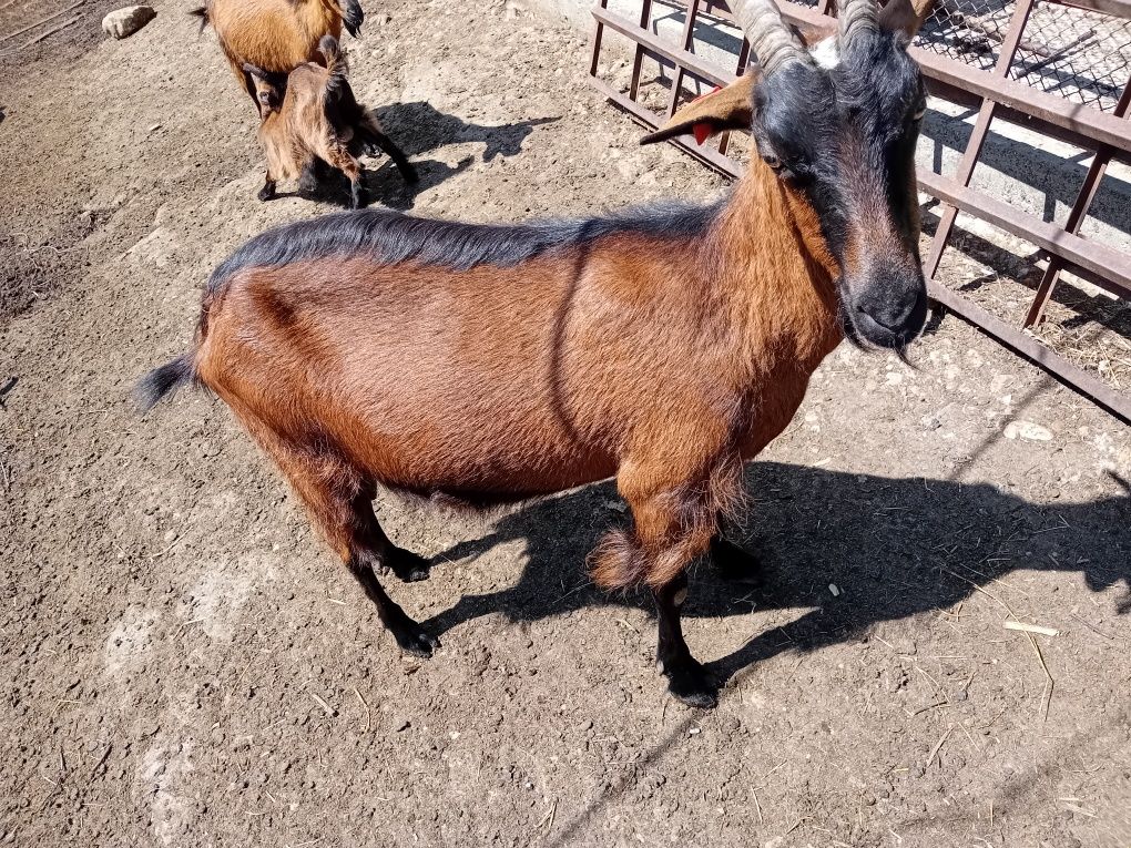 Capra alpin francez de tăiere