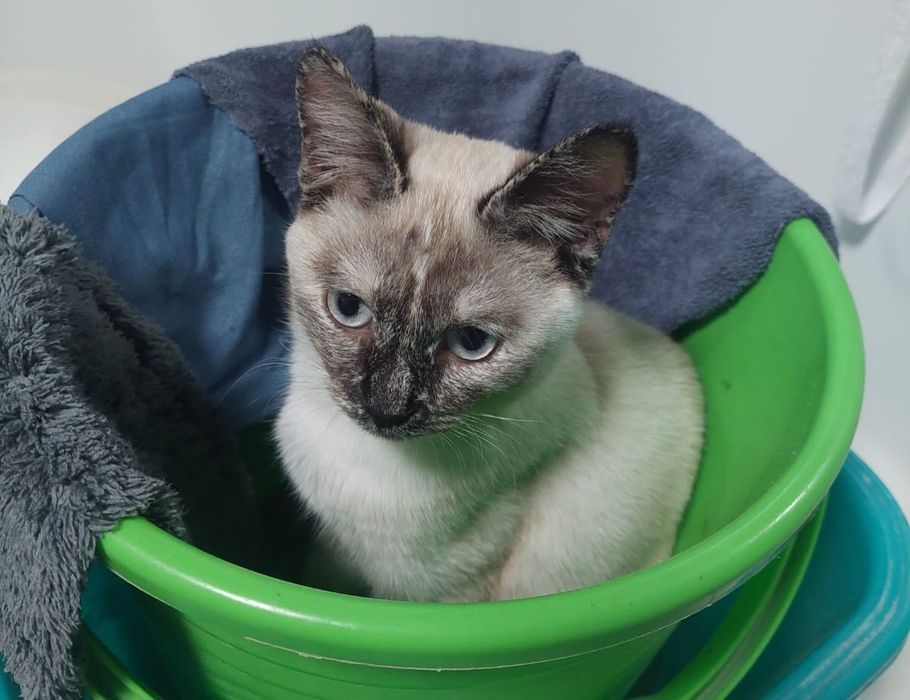 Ищем дом и добрых хозяев