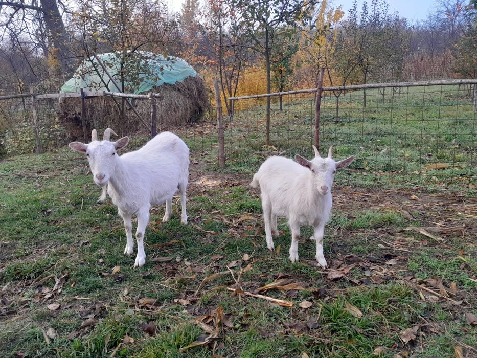 Caprite rasa bună Saanen