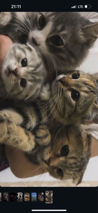 Бесплатно! Котики