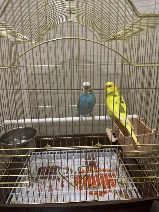 Продам домашний попугай