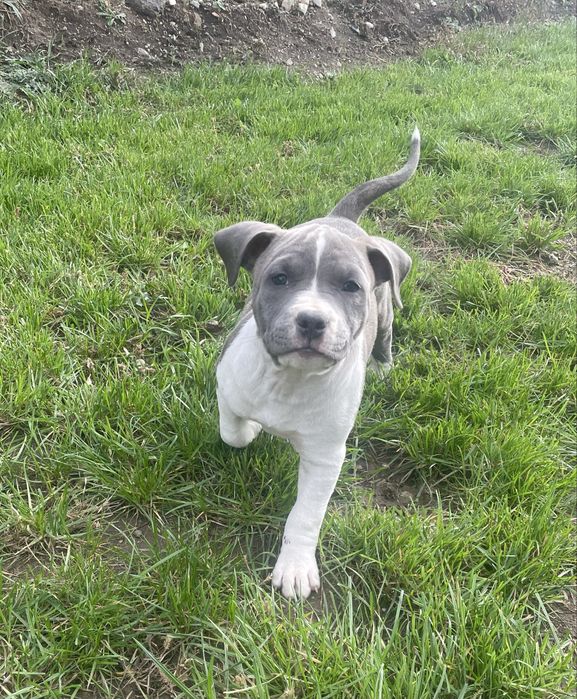 American Staffordshire Terrier