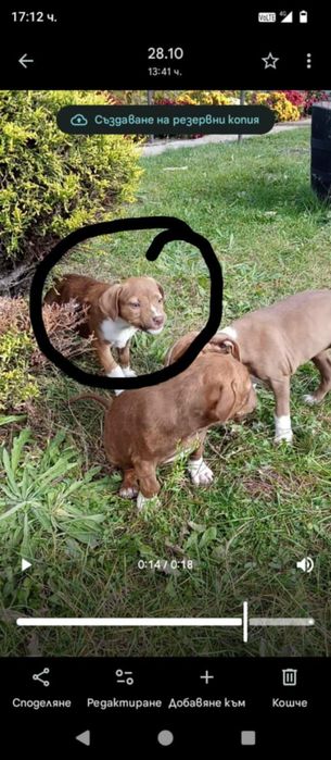 Питбули на два месеца