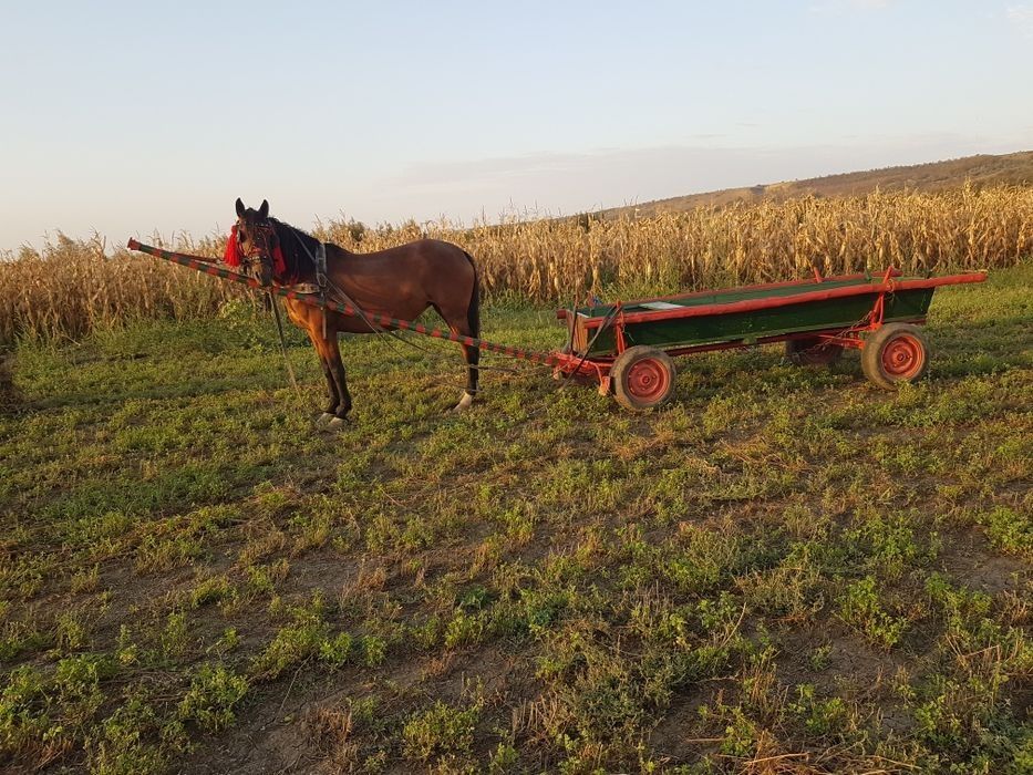 iapă de vânzare și mânză