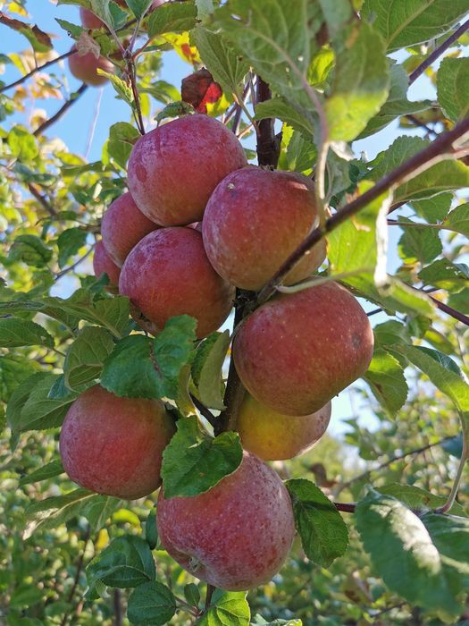 Pomi fructiferi de vânzare din soiuri vechi