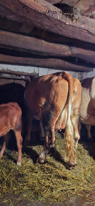 Vând 3 vaci baltate românești