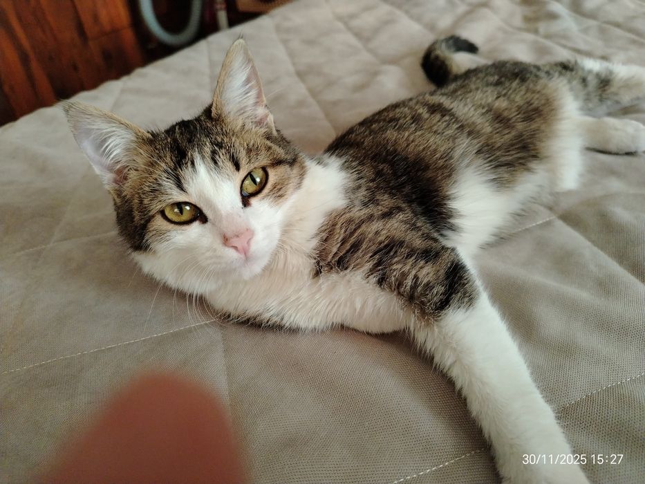 Котик Мурзик ок. 5 мес. В любящую, ответственную семью.