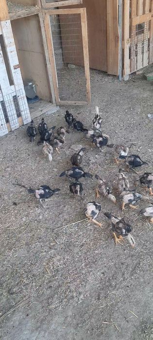 Япон карея   жужа мокионла