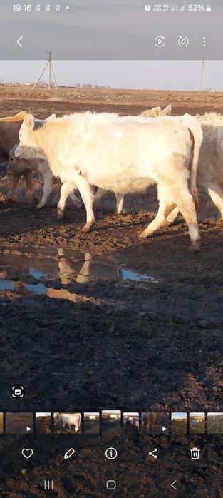 Продам телку 1.5 года